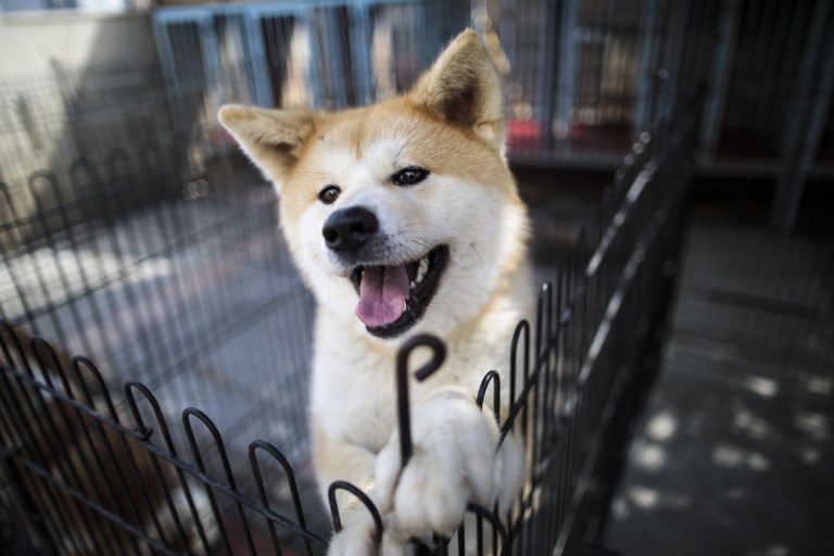 Japan’s Akita dogs melt foreign hearts