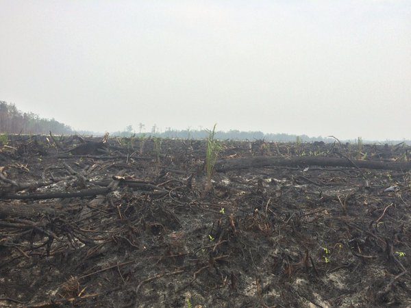 SAKSIKAN: Sehabis api, terbitlah sawit baru di Palangkaraya