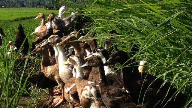 Rice, ducks go together in solving hunger