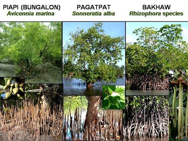 TYPES. A comparison of the common mangrove species in the Philippines. Image courtesy of Jurgenne Primavera 