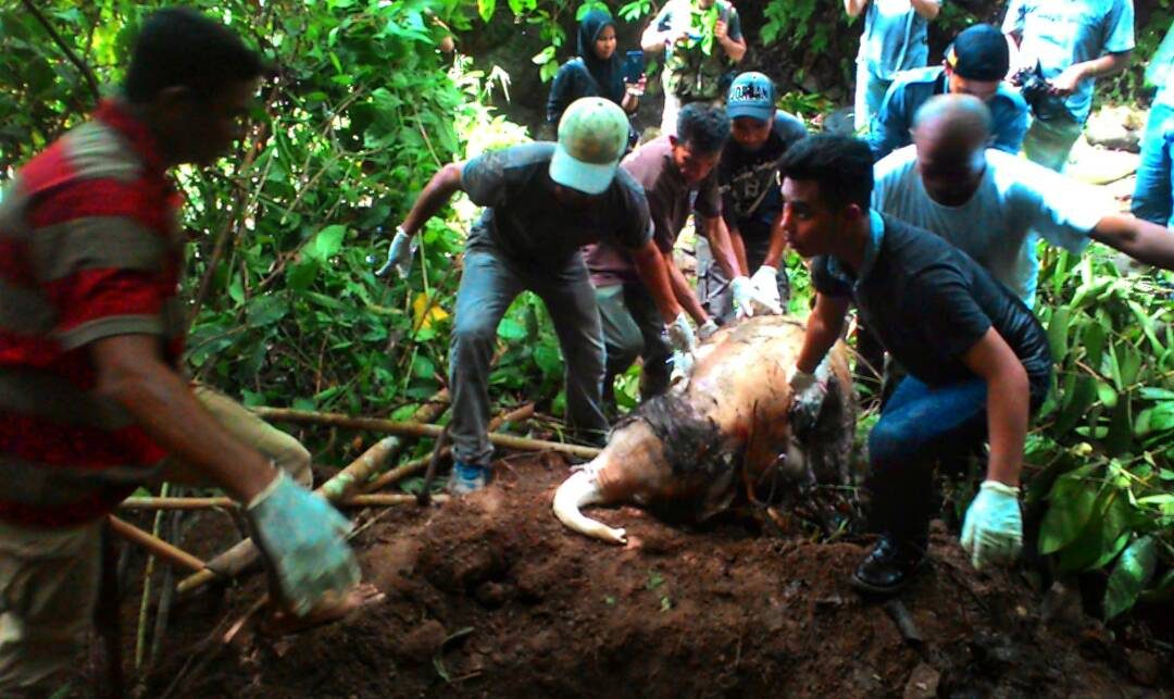 SAKSIKAN: Pemakaman bayi gajah di Pidie Aceh