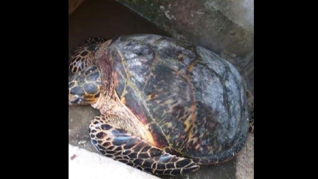 Endangered sea turtle rescued in Siquijor