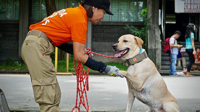 MMDA trains 100 dogs in UP to help save lives during disasters