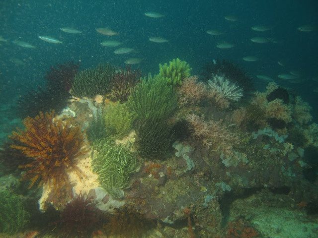 LIVE CORALS. The colorful coral reef in Batangas is a far cry from the white dead corals found in many marine ecosystems in the country. Photo courtesy of MSN 