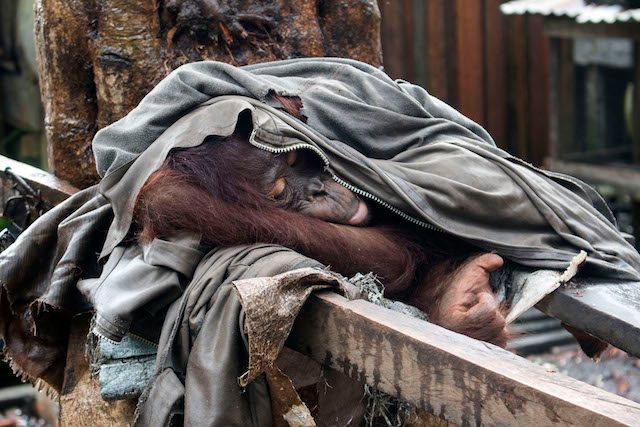 FOTO: Orangutan dirantai warga di Kalimantan Barat