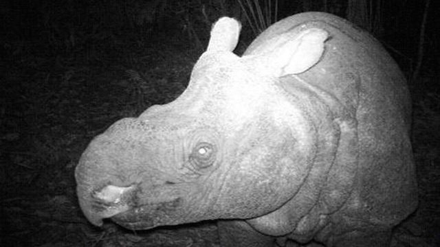 RARE SPECIES. In this undated handout picture released by Ujung Kulon national park on December 30, 2011, a Javan rhino, the rarest in the world, is seen at night. Photo from AFP 