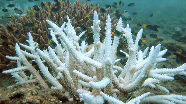 Mindanao coastlines under coral bleaching alert