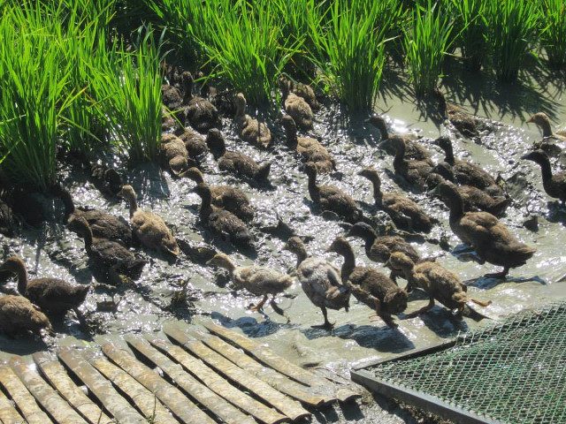 RELEASE THE DUCKS. Young ducks swim around the rice plants and eat pests like snails and their eggs. Photo courtesy of PhilRice  