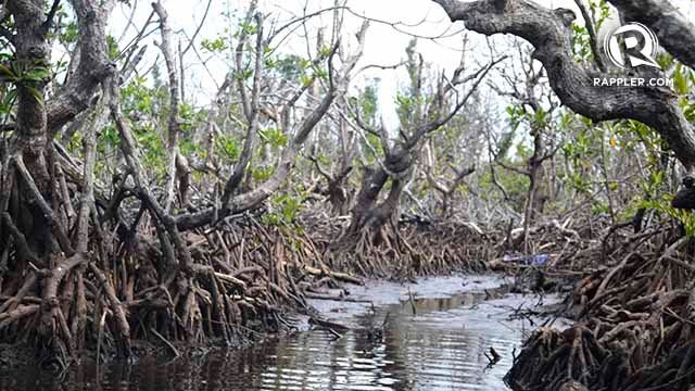 'TREASURE'. Residents regard the mangroves as treasures because of its numerous uses to the community.