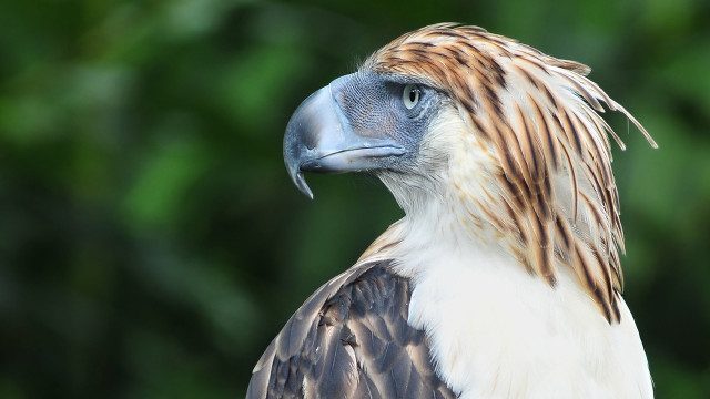 PH eagle Pamana’s death sounds alarm for conservation efforts