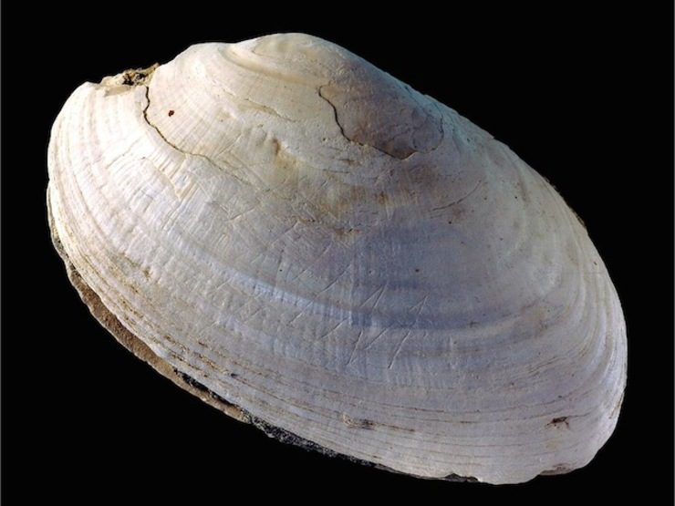 500,000-year-old zigzags on shell rewrites view of human history