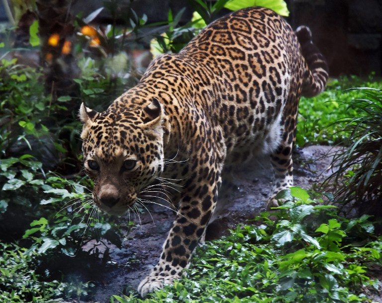 Javan leopard sighting raises hopes for rare big cat