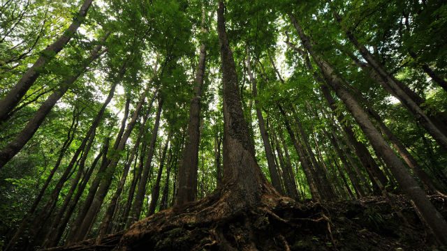Gov’t and private sector meet to strengthen sustainable forestry practices in Asia