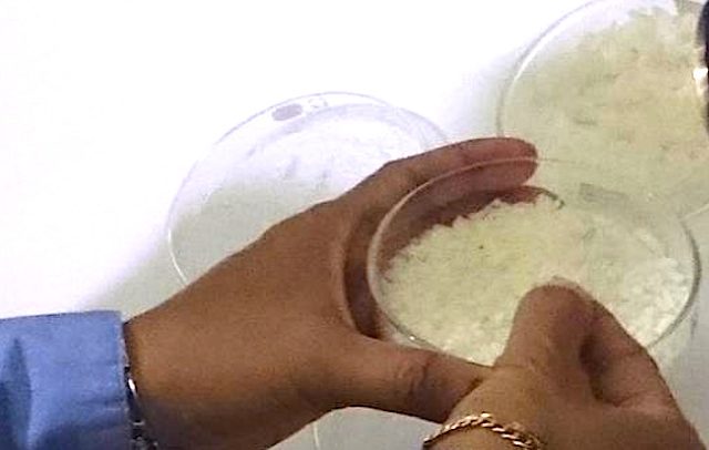 COMPARISON. Fake rice is said to crumble when pinched between the fingers, while real rice gets sticky. Photo by NFA  