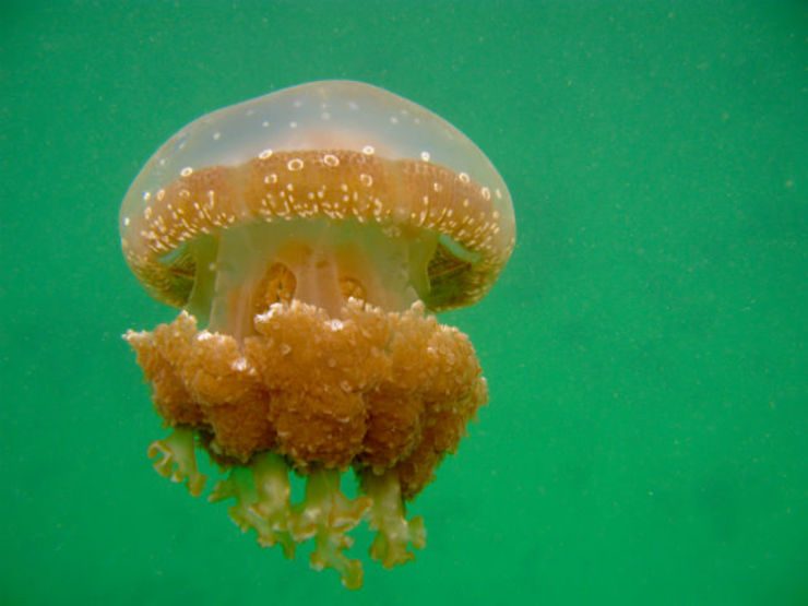 RARE ENCOUNTER. Stingless jellyfish at a lake in the Togean Islands. 