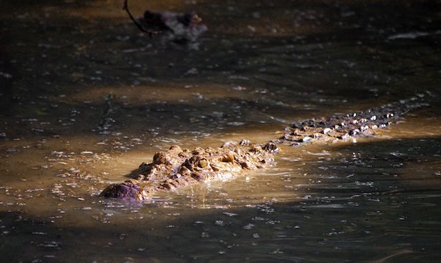 Authorities launch hunt for man-eating crocodile in Palawan town