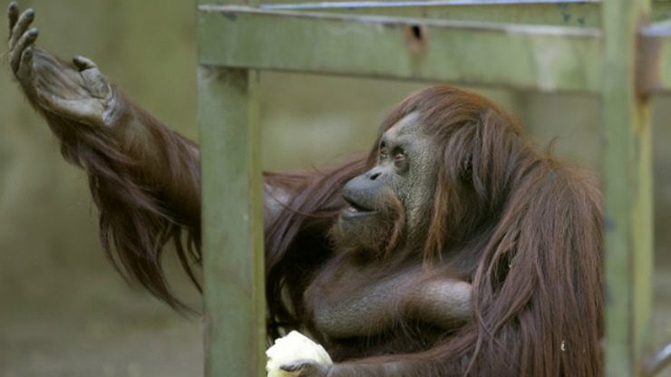Orangutan unfazed by Argentine court victory
