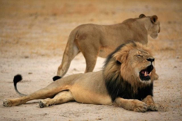 Zimbabwe parks confirm Jericho the lion alive amid Cecil furore