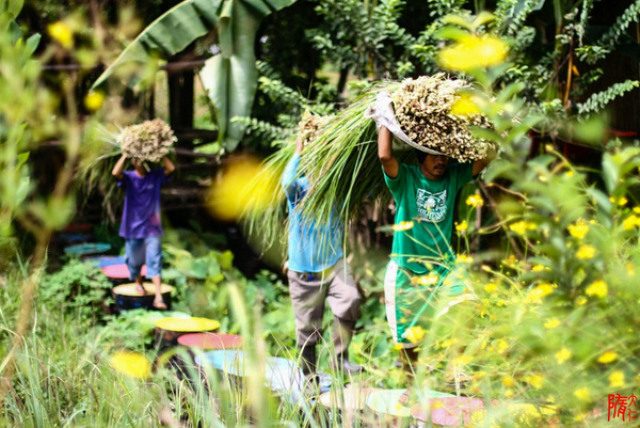 COMMUNITIES. Tanglad and camote leaves are sourced from farming communities in Bulacan and Tarlac. Photo from Human Nature website 