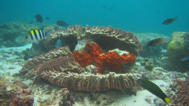 PATAH. Kondisi terumbu karang di Radja Ampat yang patah usai ditabrak kapal pesiar Caledonian Sky pada Sabtu, 4 Maret. Foto oleh Kementerian Lingkungan Hidup dan Kehutanan 