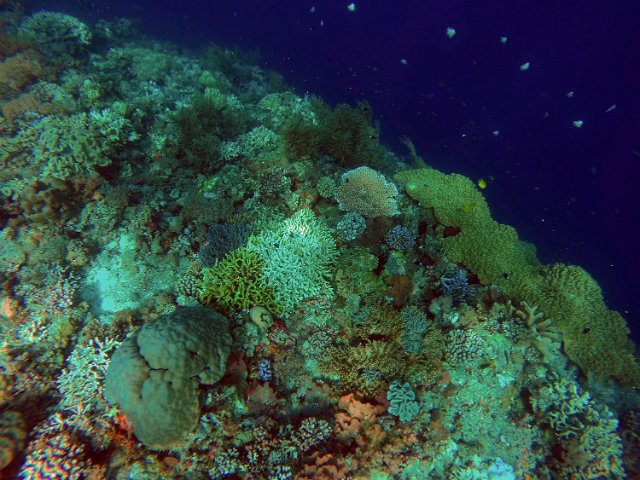 Treasures of the Sulu Sea threatened