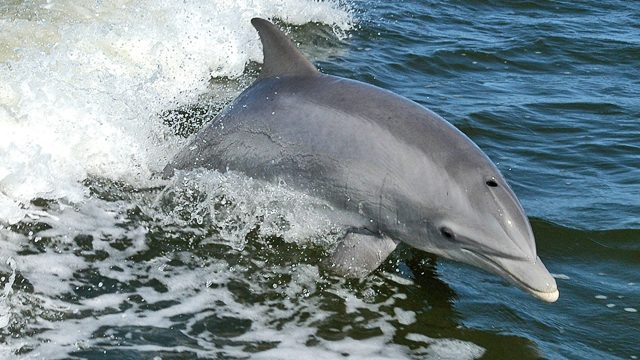 Mexico to use dolphins to save endangered vaquita porpoise