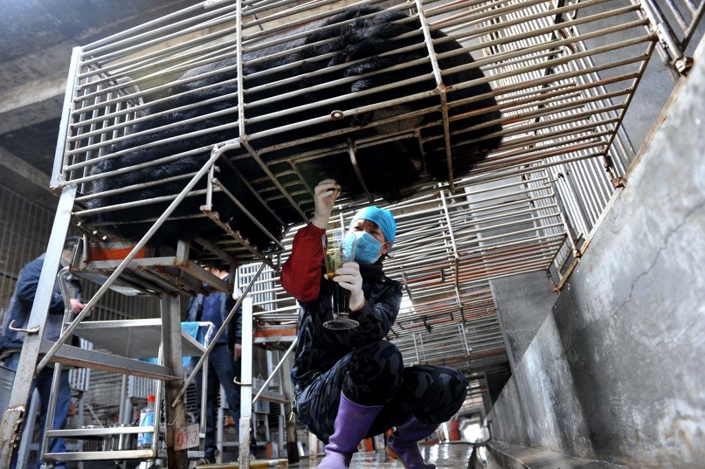 Activists slam China’s use of bear bile in virus treatment