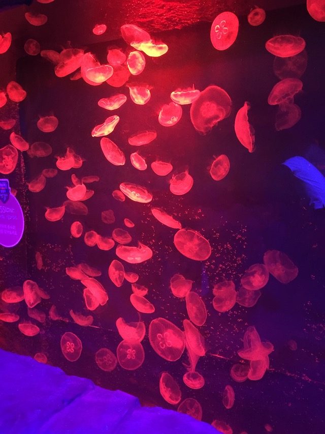 JELLY BELLIES. The jellyfish display is a definite crowd-pleaser. 