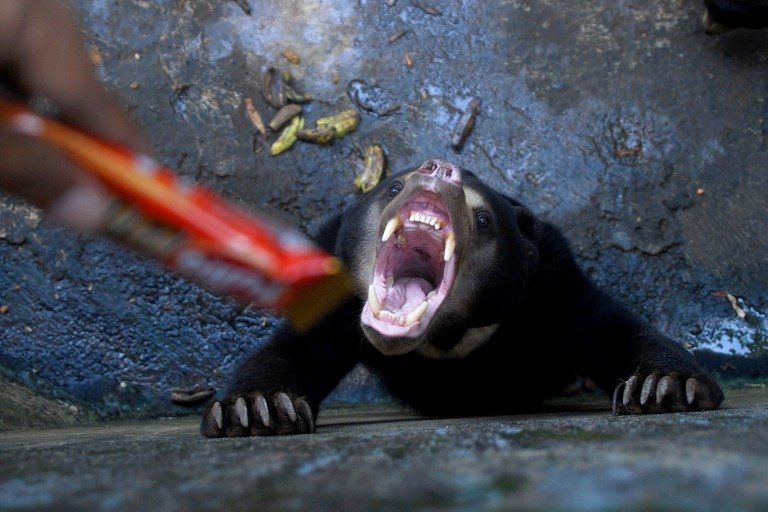 Anger at skeletal sun bears in Indonesian zoo
