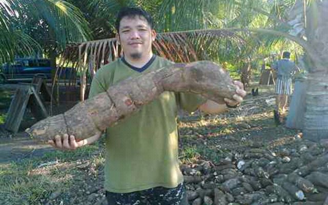 FARMING. Mark Basaluddin shows a 50kg cassava he cultivated recently. Photo courtesy of Mark Basaluddin 