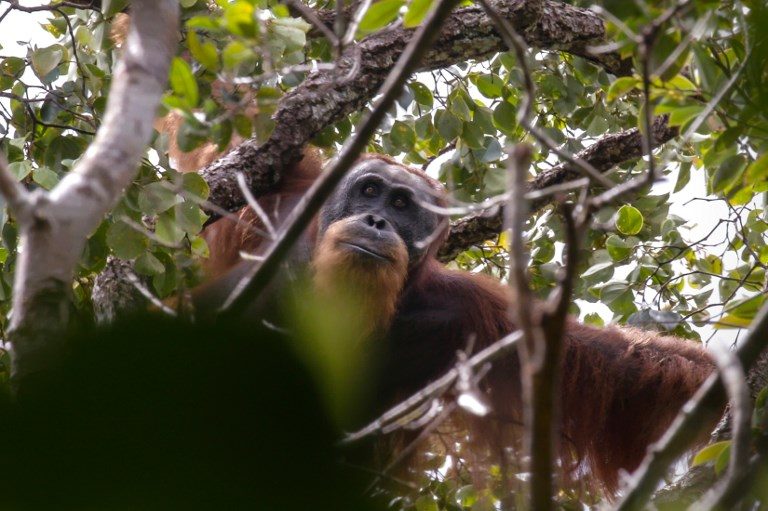 China-backed hydro dam threatens world’s rarest orangutan