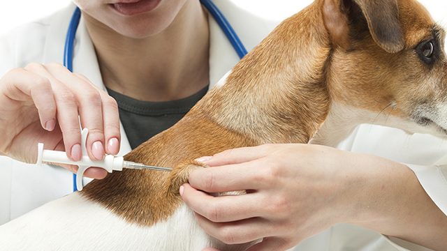 Baguio plans to require microchip implants in pet dogs