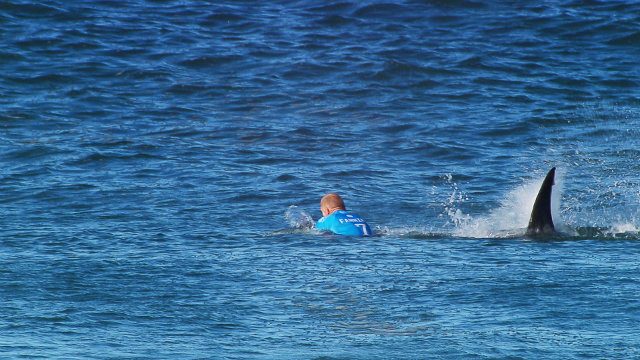 Shark survivor surfer hails ‘warrior’ mate who came to rescue