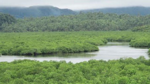 PROTECTING MANGROVES. Efforts to protect mangroves like the Siargao Island’s 8,620 hectares of mangrove forests significantly reduce greenhouse gases. Photo by SIKAT      