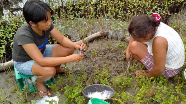 World Vision helps plant 20,000 mangroves in Aklan village