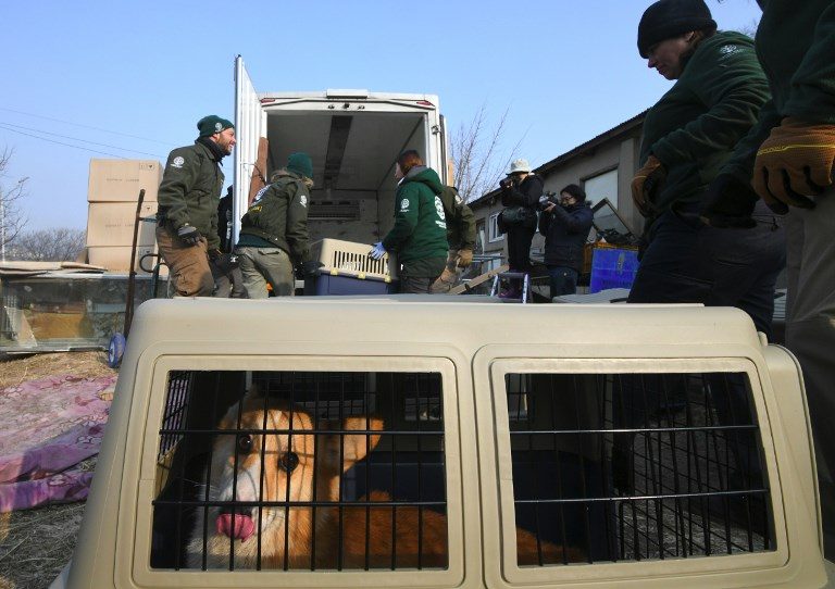 Rescue of 200 dogs destined for slaughterhouse begins in South Korea
