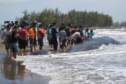 Seekor paus terdampar di Pantai Lombok Timur