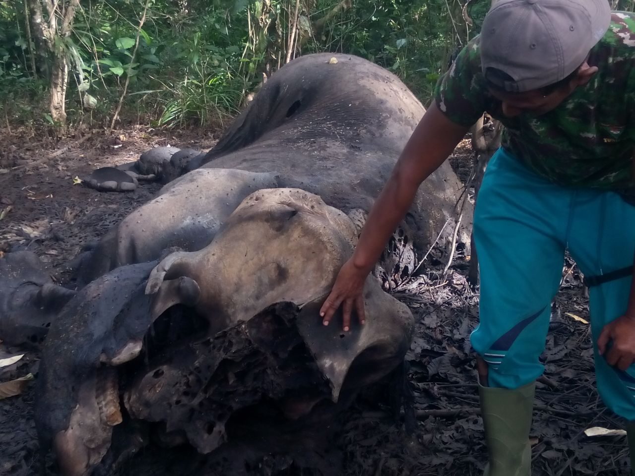 Seekor gajah liar mati di Aceh, gadingnya hilang