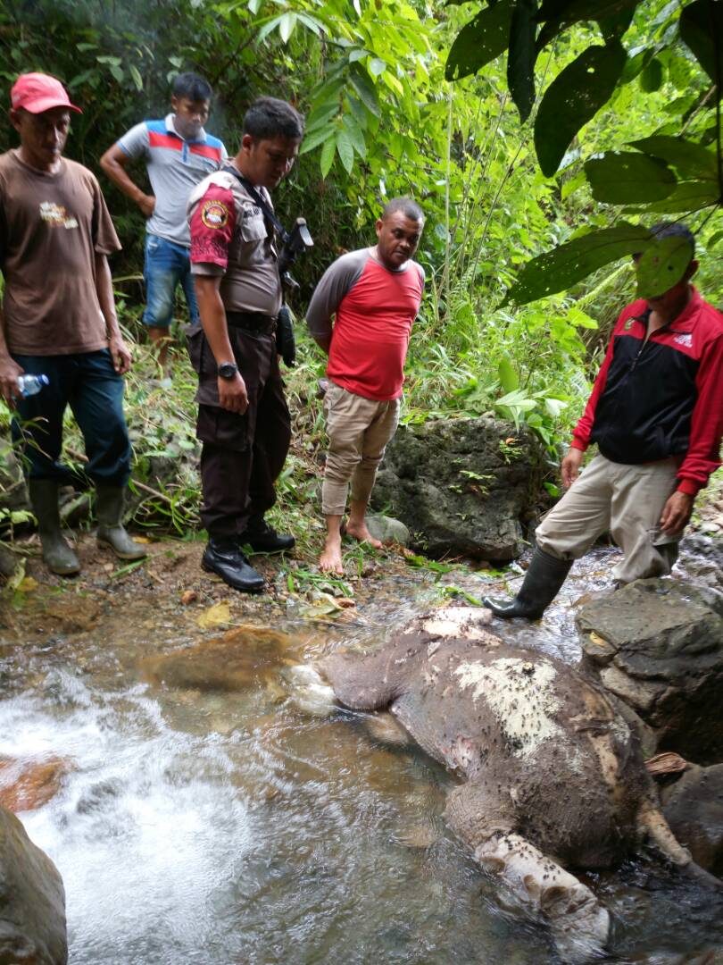 Bayi gajah liar ditemukan mati di Pidie Aceh