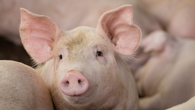 Camiguin provincial gov’t orders selective pork ban
