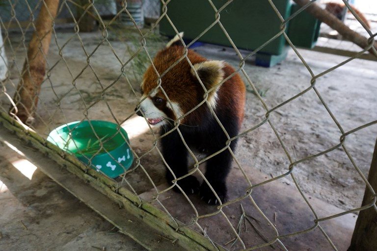 ‘Kung Fu’ red pandas settle into new Laos sanctuary