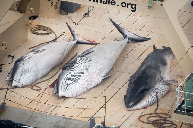 Japan fleet kills 333 whales in Antarctic hunt