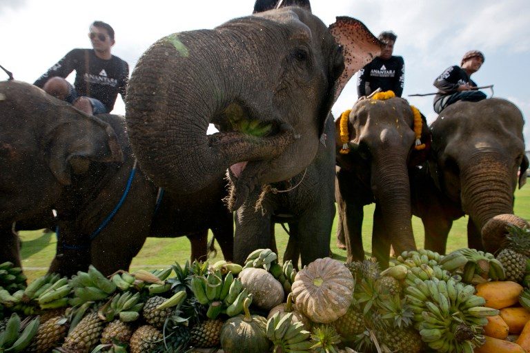 Thailand police hunt ‘elephant electrocutioner’