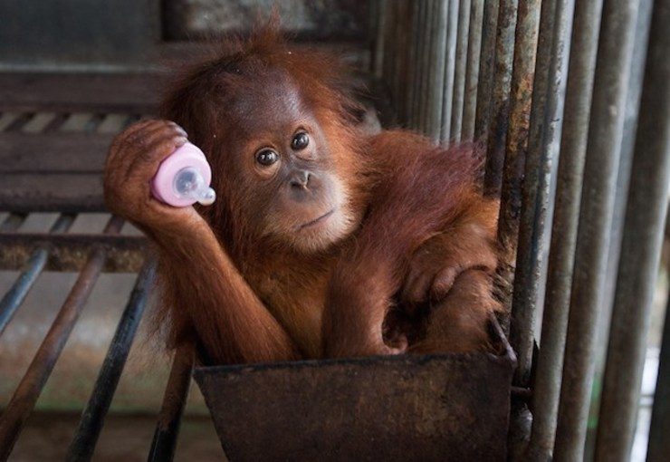 Orangutan dan dua bayi kembarnya dilepasliarkan ke hutan Aceh