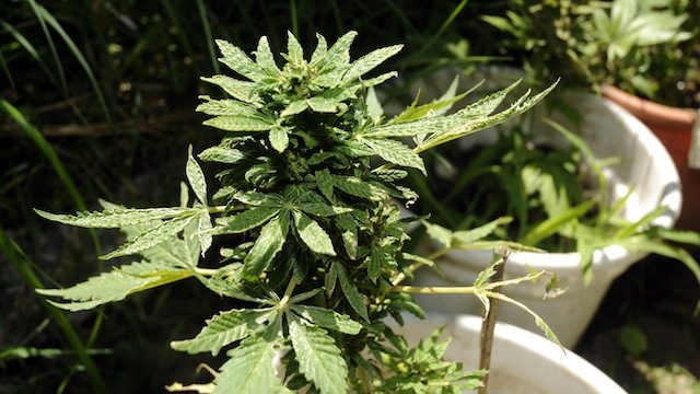 Uruguay opens bidding for marijuana plots