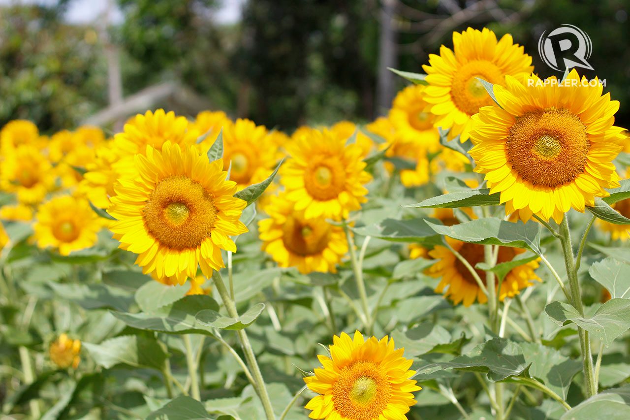 INSTAGRAM-WORTHY. Sunflowers bloom in Sunshine Farm perfect for your Instagram feed.   