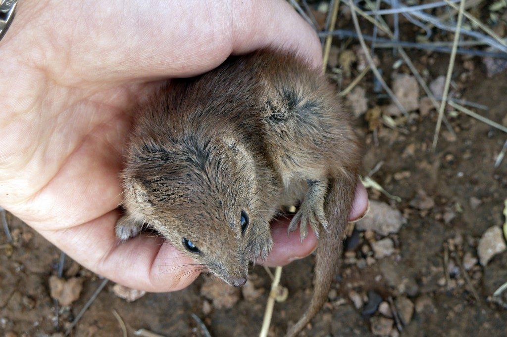 ‘Extreme mating’ killing tiny marsupials en masse – researchers