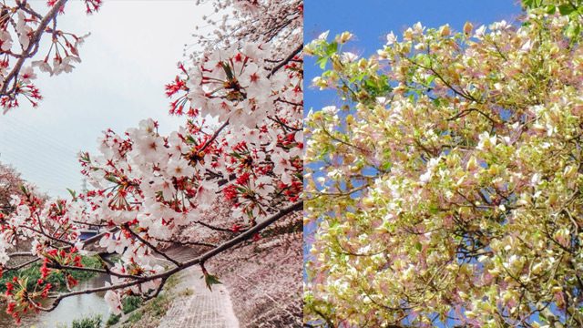 ‘Cherry blossoms? PH has beautiful native trees’