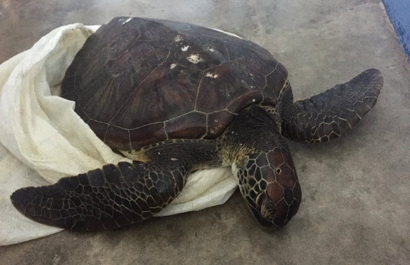 VIRAL: Russian tourist kills endangered sea turtle ‘Pawi’ with speargun