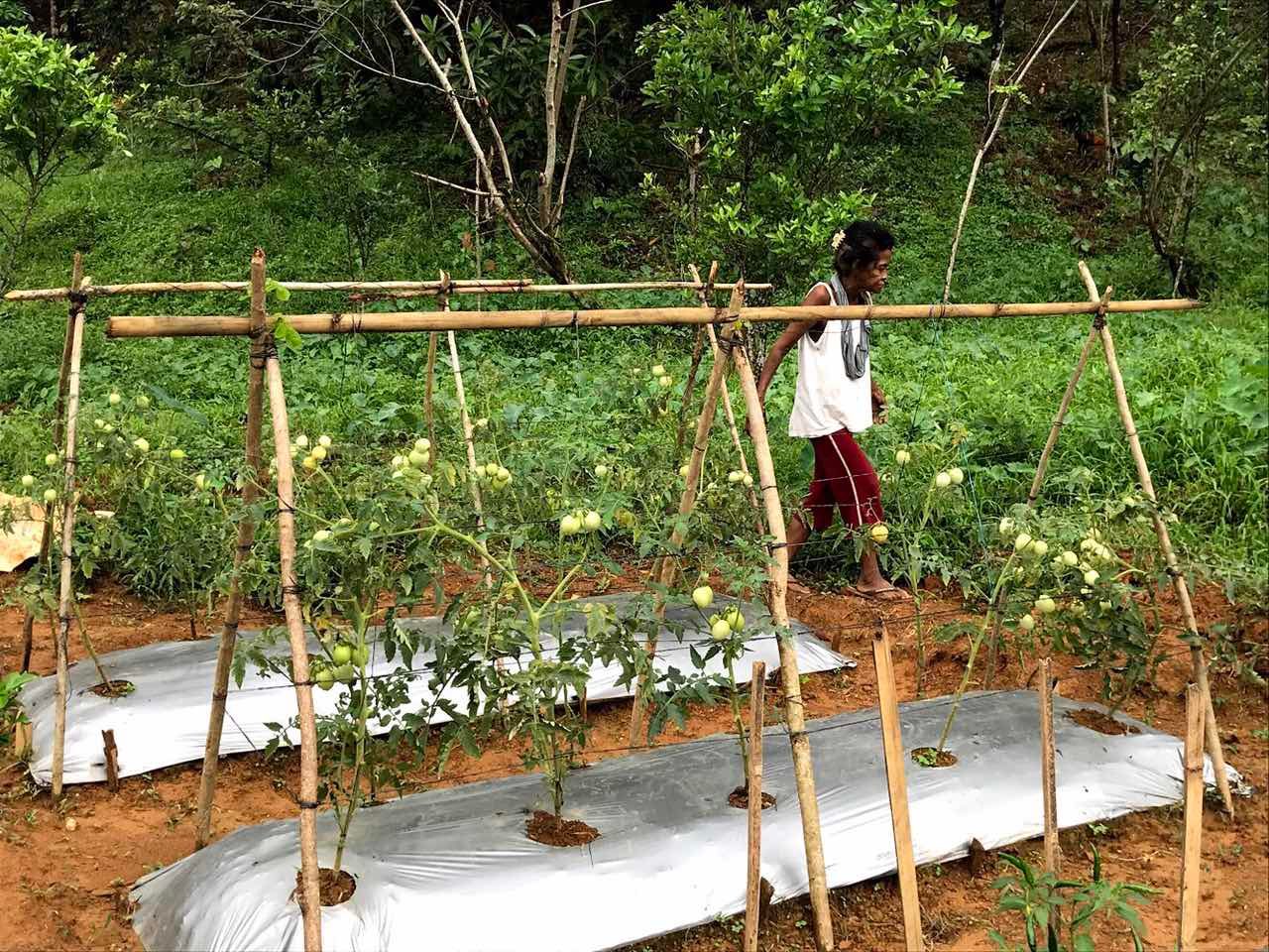Mangyan mothers learn farming skills to help community be self-sufficient